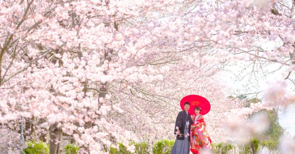 満開の桜を背景にフォトウエディング