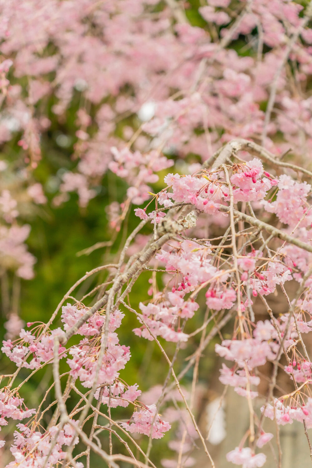 桜の季節はもうすぐ♪