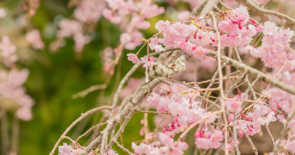 桜の季節はもうすぐ♪